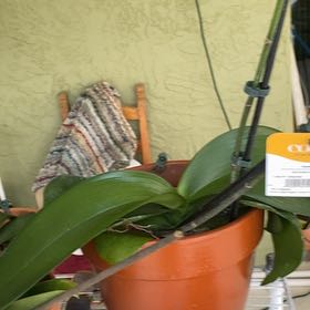 Photo of the plant species I Dont Know by @SightlySedge73 named Baesil on Greg, the plant care app
