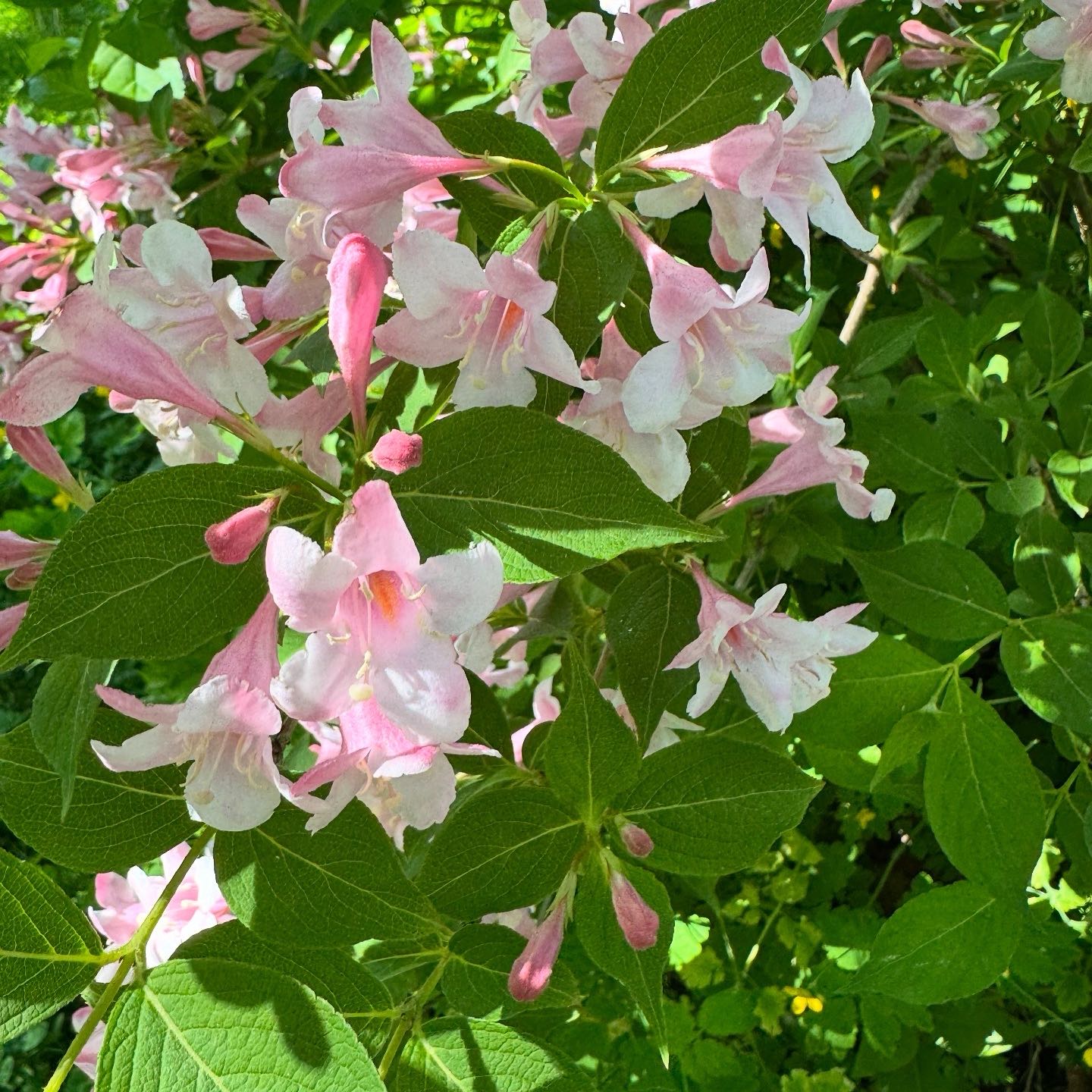 Photo of the plant species Mountain Azalea by @ClimbingSuriana named Nithin on Greg, the plant care app