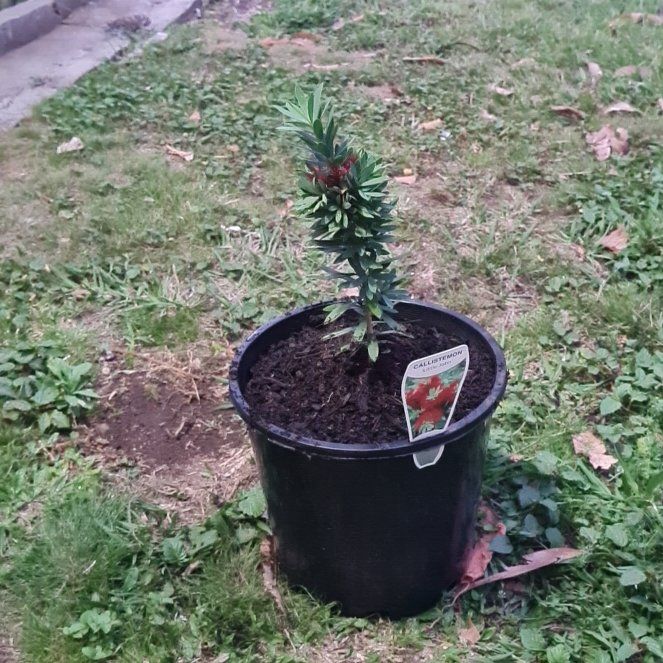 Photo of the plant species Callistemon 'Little John' by @FitOldmansbeard named Surya on Greg, the plant care app