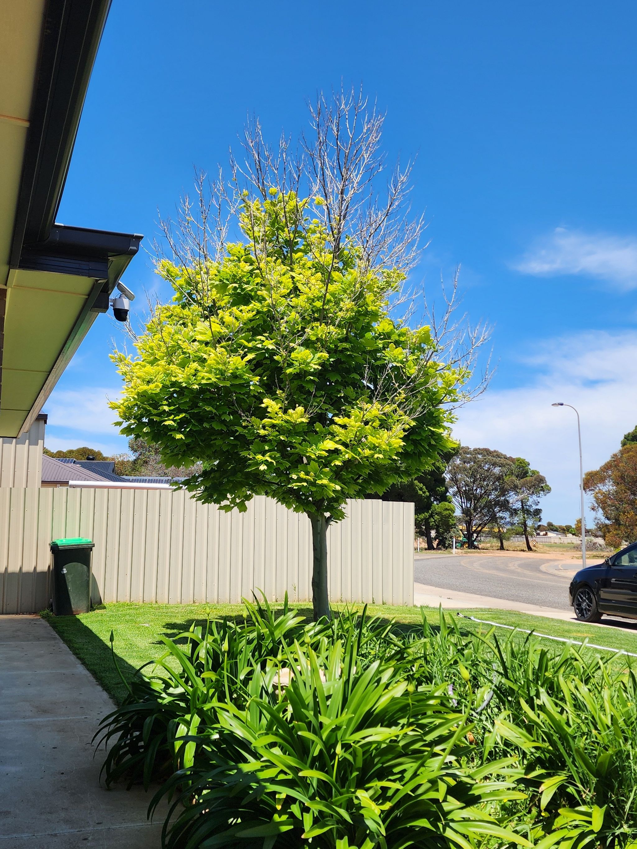 Plant care for Arizona Sycamore on Greg, the plant care app