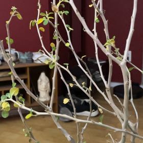 Photo of the plant species Cliff Spurge by @CharmingRockfig named Cleopatra on Greg, the plant care app