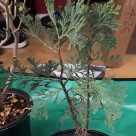 Photo of the plant species Incense Cedar 'Aureovariegata' by @CharmingRockfig named Osmo on Greg, the plant care app
