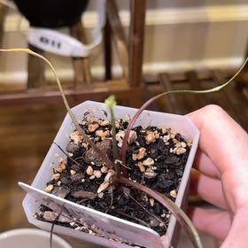 Photo of the plant species Flying Squid by @HipLeastlettuce named Elina on Greg, the plant care app