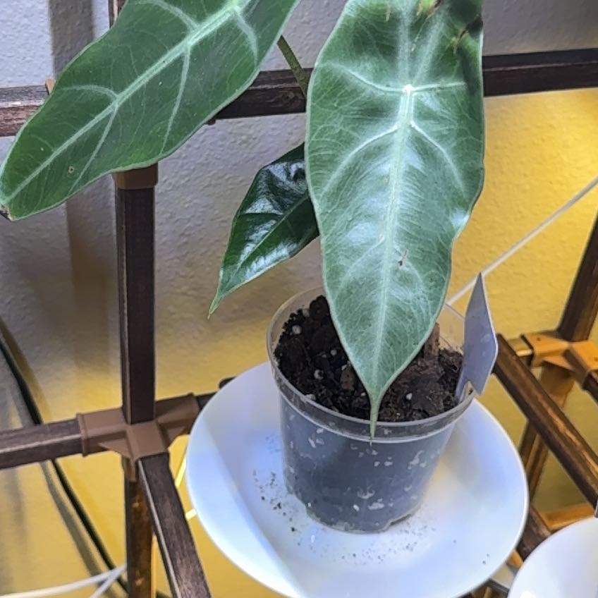 Photo of the plant species Alocasia longiloba 'Dragon's Tooth' by @HipLeastlettuce named Tree Diddy on Greg, the plant care app
