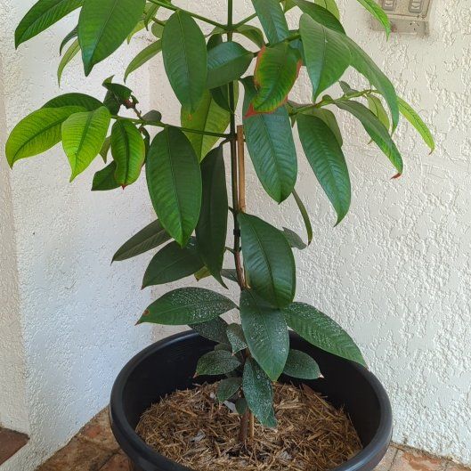 Photo of the plant species Purple Mangosteen by @AbleTexascroton named Leaf Erickson on Greg, the plant care app