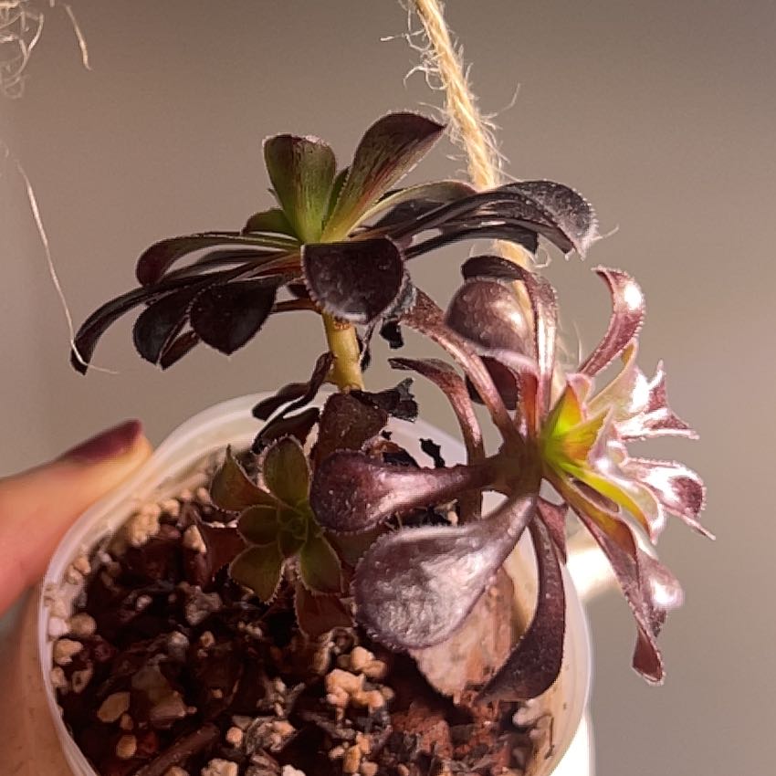 Photo of the plant species Aeonium arboreum 'Zwartkop' by @IconPalominocup named Maya on Greg, the plant care app