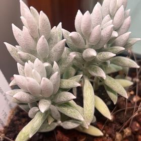 Photo of the plant species Woolly Senecio by @IconPalominocup named Dax on Greg, the plant care app