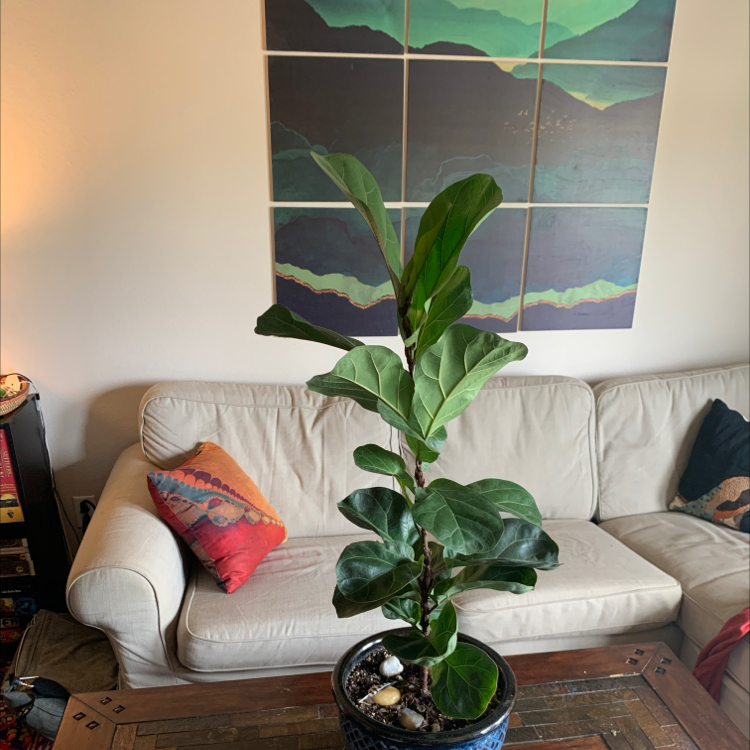 Fiddle Leaf Fig plant photo by @Bellawithplants named Bruce Green (Figgy) on Greg, the plant care app.