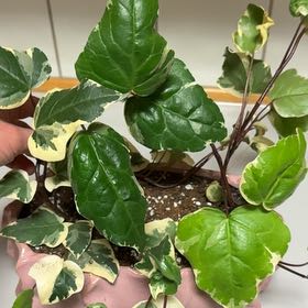 Photo of the plant species Persian Ivy 'Dentata Variegata' by @TruePotatotree named Zion on Greg, the plant care app