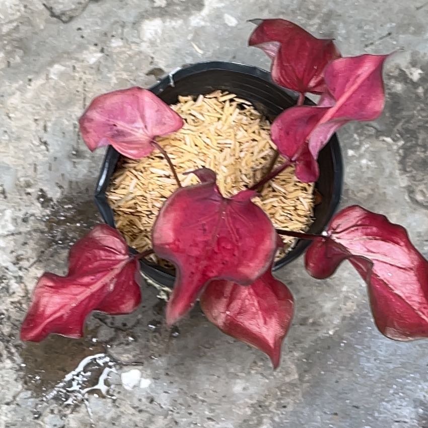 Photo of the plant species Cherry Tart Caladium by @PoshKaraka74 named Gates on Greg, the plant care app