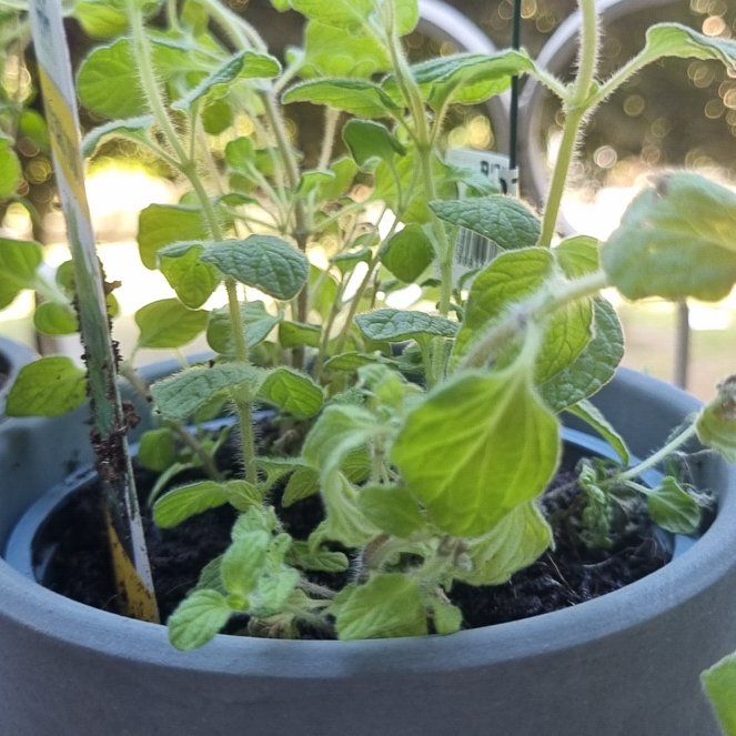 Photo of the plant species Za'atar by @MasterSoftbrome named זעתר on Greg, the plant care app