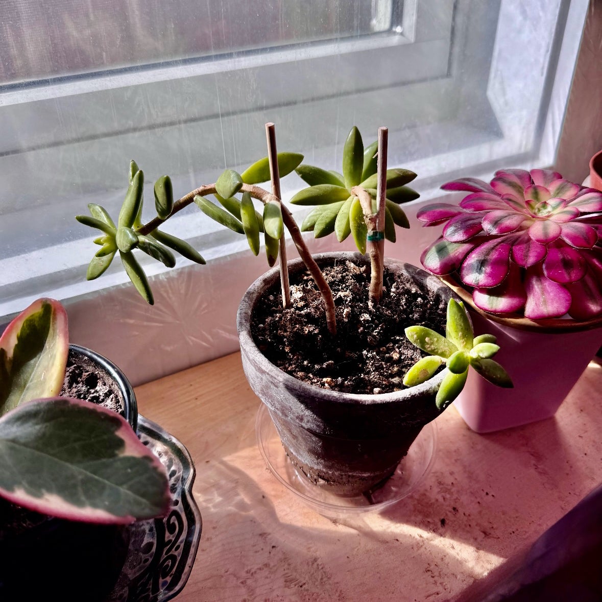 Photo of the plant species Crassula tetragona 'Mini Form' by @NikkysBloomRoom named Tetris on Greg, the plant care app