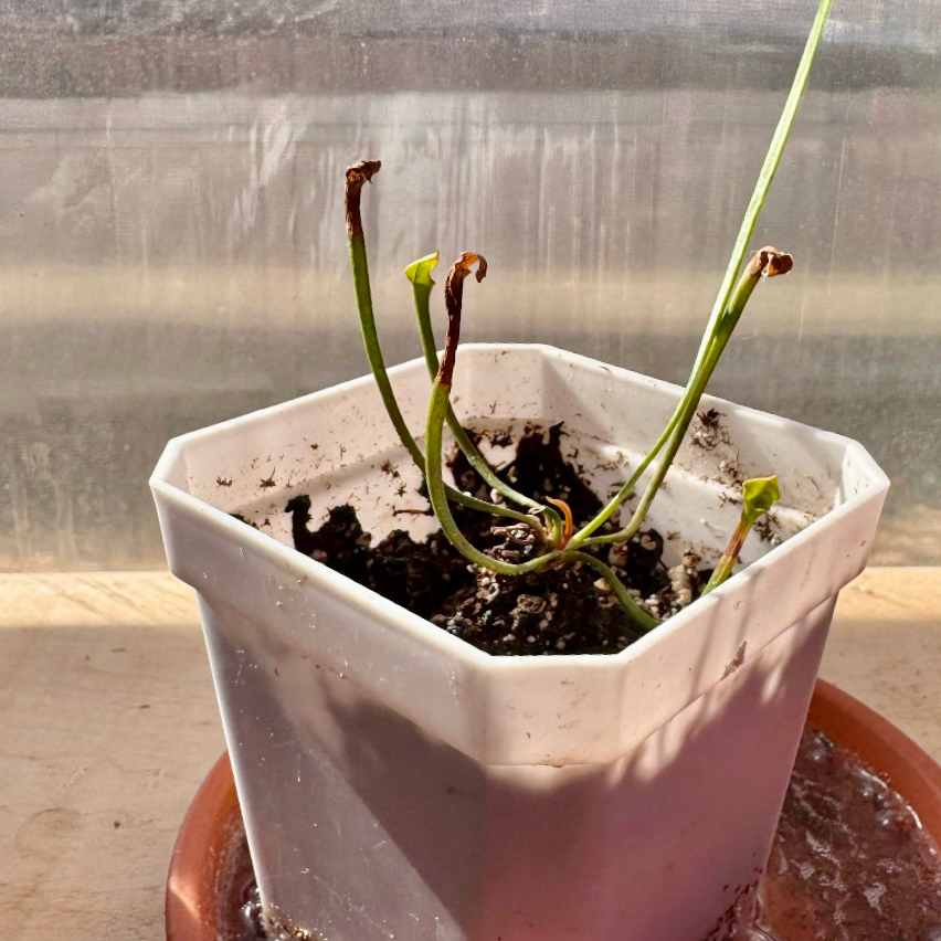 Photo of the plant species Trumpet Pitcher Plant by @NikkysBloomRoom named Jazz on Greg, the plant care app