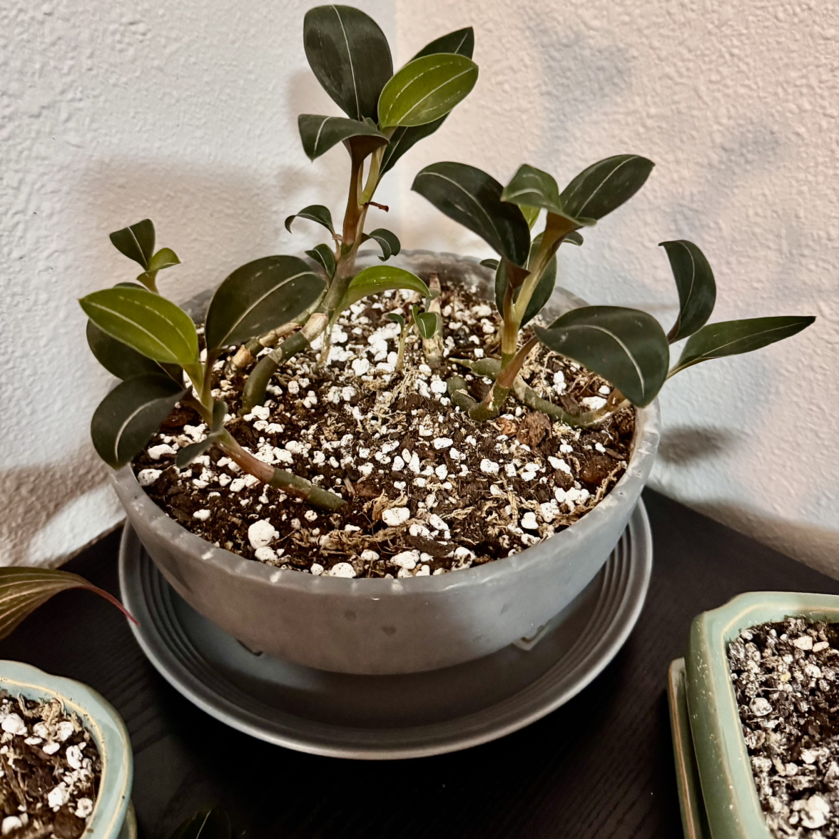 Photo of the plant species Sea Turtle Jewel Orchid by @NikkysBloomRoom named Crush on Greg, the plant care app