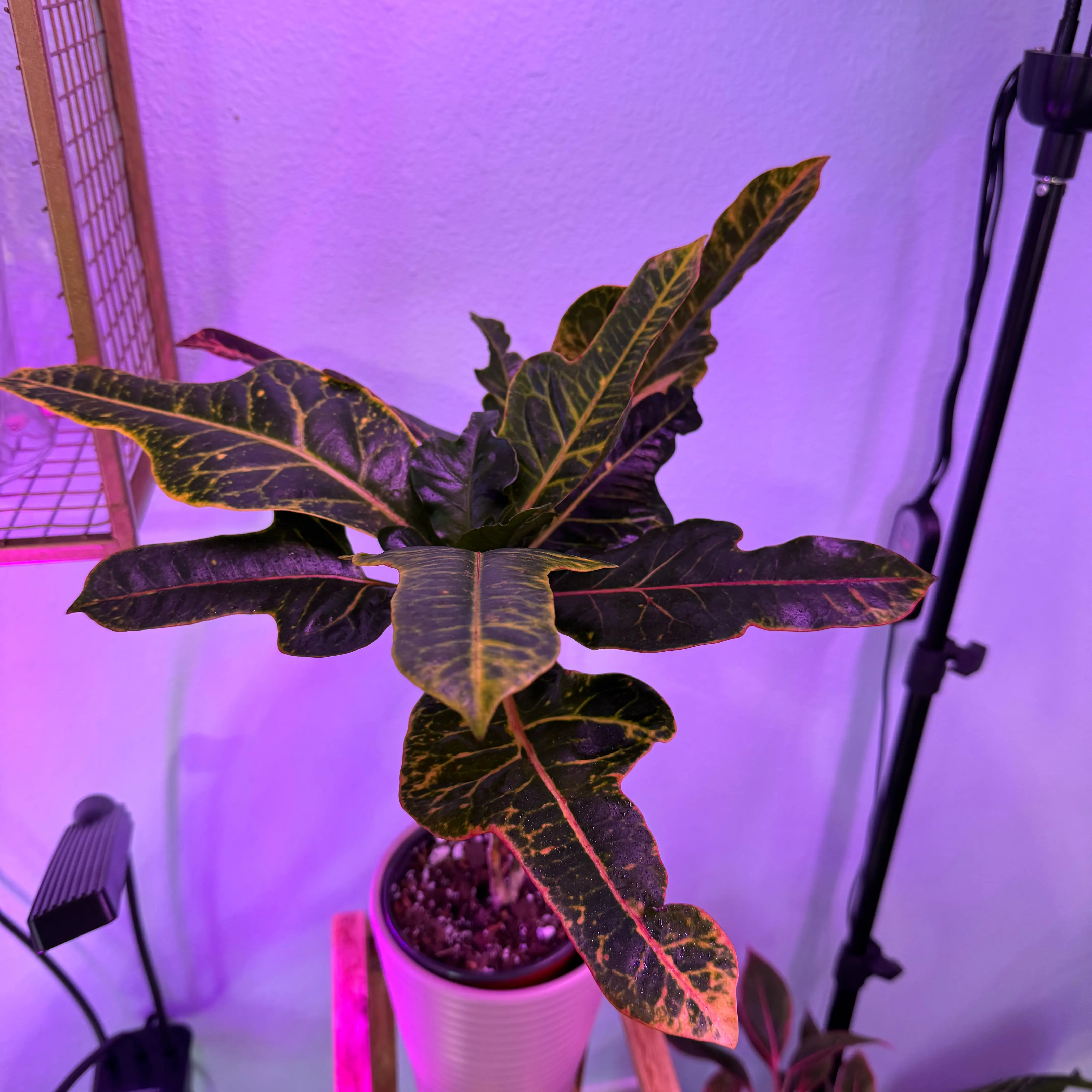 Photo of the plant species Oakleaf Croton by @NikkysBloomRoom named Oakley on Greg, the plant care app