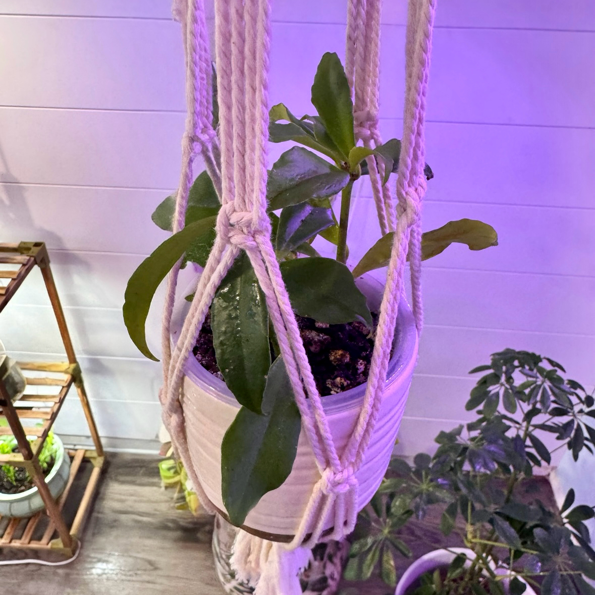 Photo of the plant species Orange Lipstick Plant by @NikkysBloomRoom named Sun Kiss on Greg, the plant care app