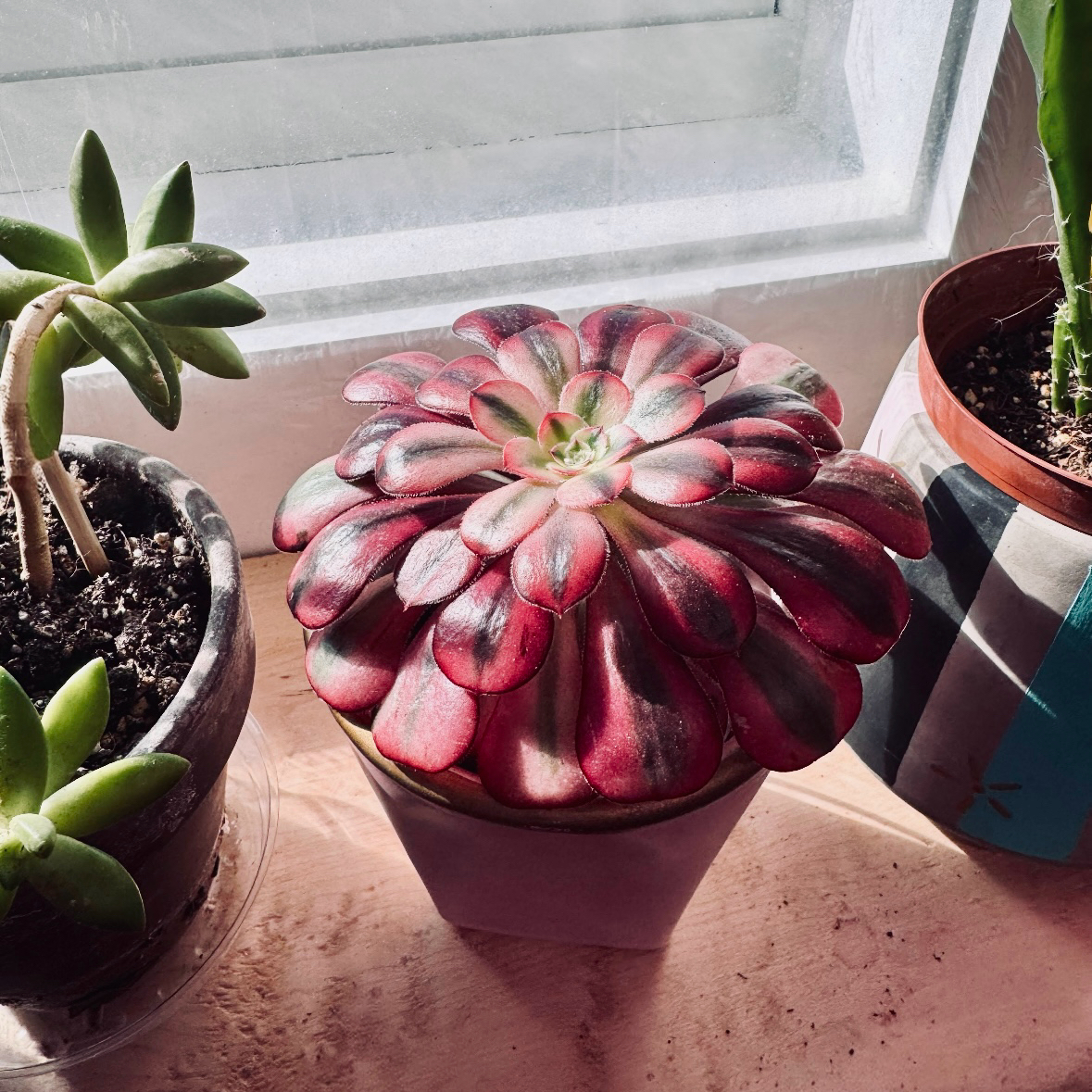 Photo of the plant species Aeonium Medusa by @NikkysBloomRoom named Petrify on Greg, the plant care app