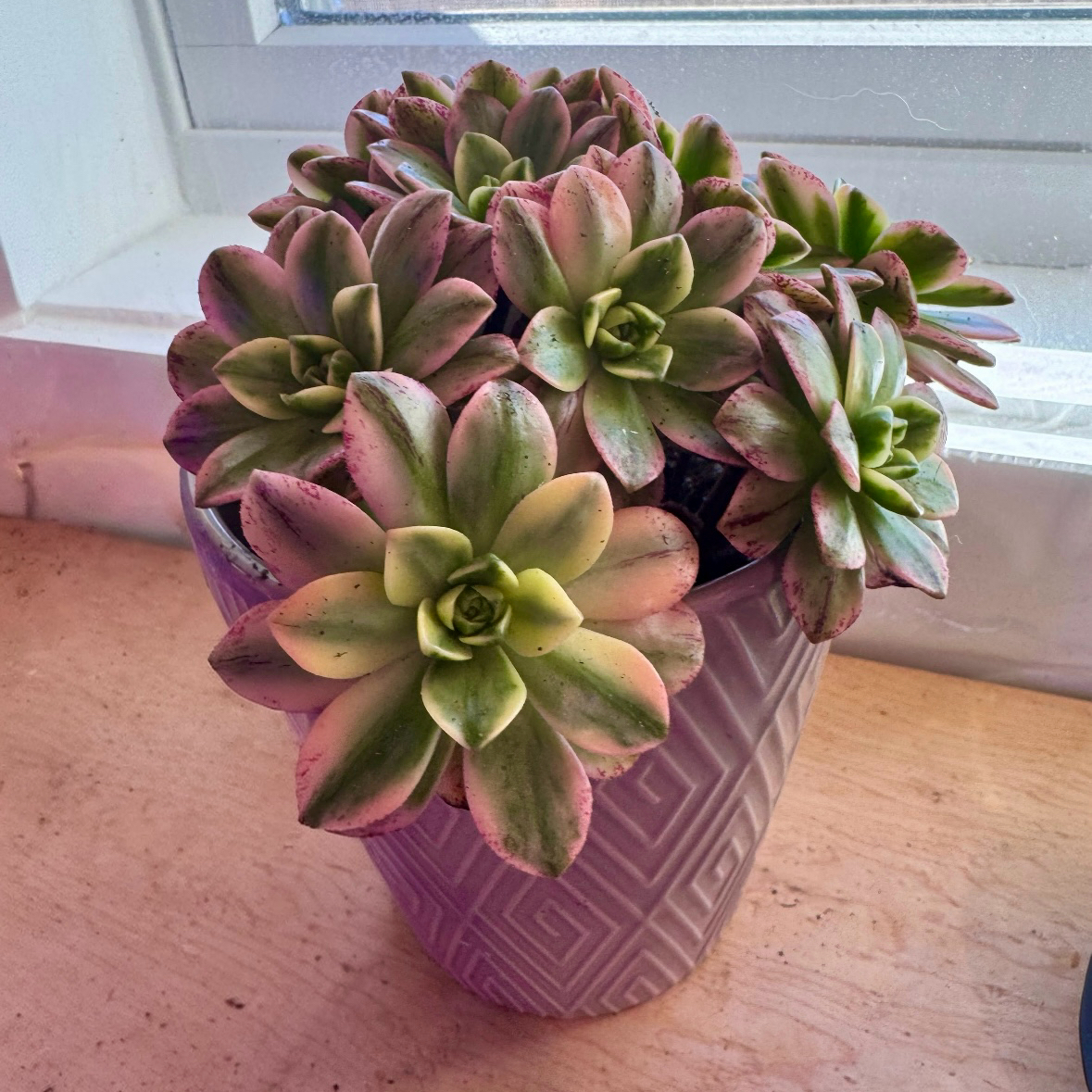Photo of the plant species Green Pinwheel by @NikkysBloomRoom named Whirligig on Greg, the plant care app
