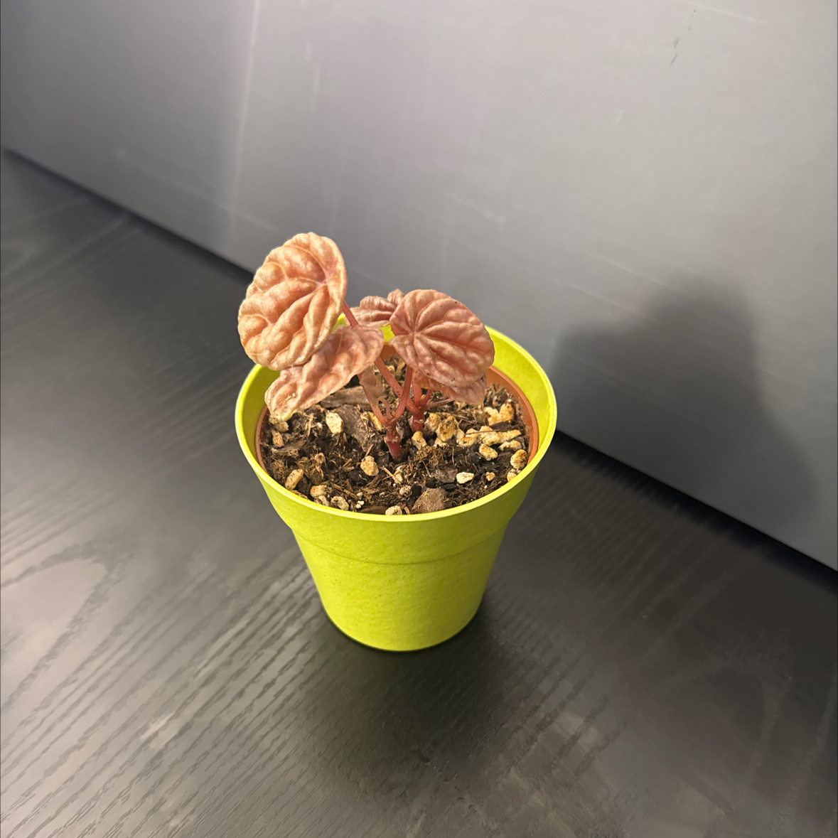 Photo of the plant species Peperomia Quito by @NikkysBloomRoom named Peppy on Greg, the plant care app