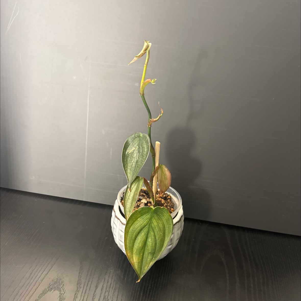 Photo of the plant species Philodendron Burle Marx Fantasy by @NikkysBloomRoom named Fantasia on Greg, the plant care app