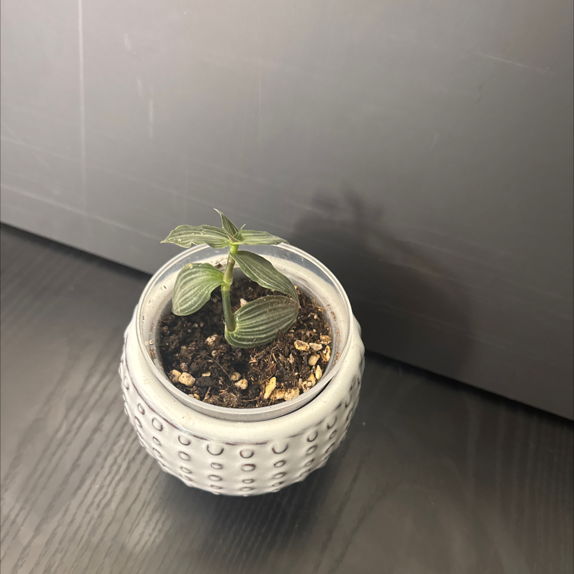 Photo of the plant species Puppy Ears Plant by @NikkysBloomRoom named Flopsy on Greg, the plant care app