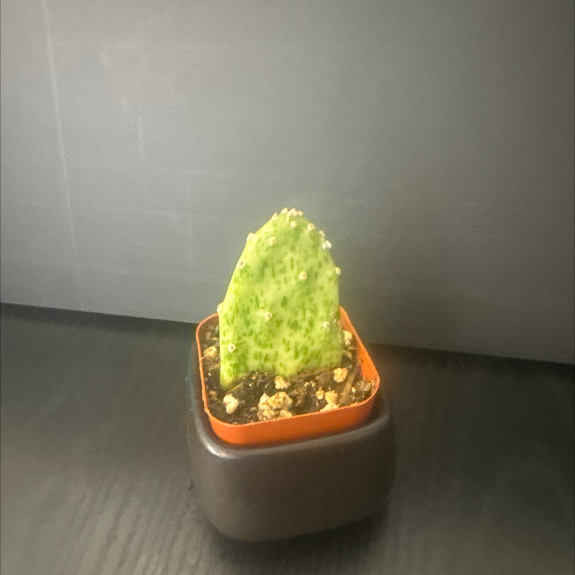 Photo of the plant species Sunburst Prickly Pear by @NikkysBloomRoom named Perry on Greg, the plant care app