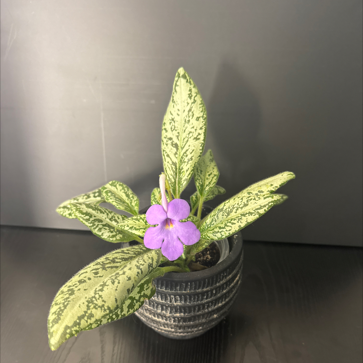 Photo of the plant species Michaelmoelleria vietnamensis by @NikkysBloomRoom named Fluorescence on Greg, the plant care app