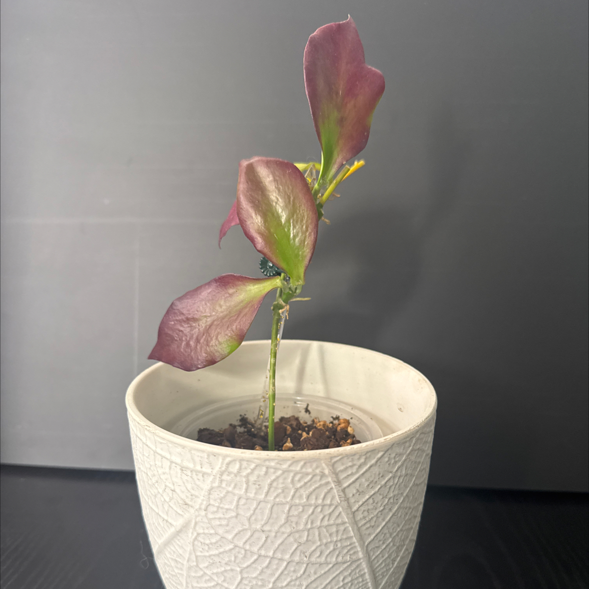 Photo of the plant species Hoya Pseudolittoralis by @NikkysBloomRoom named Persephone on Greg, the plant care app