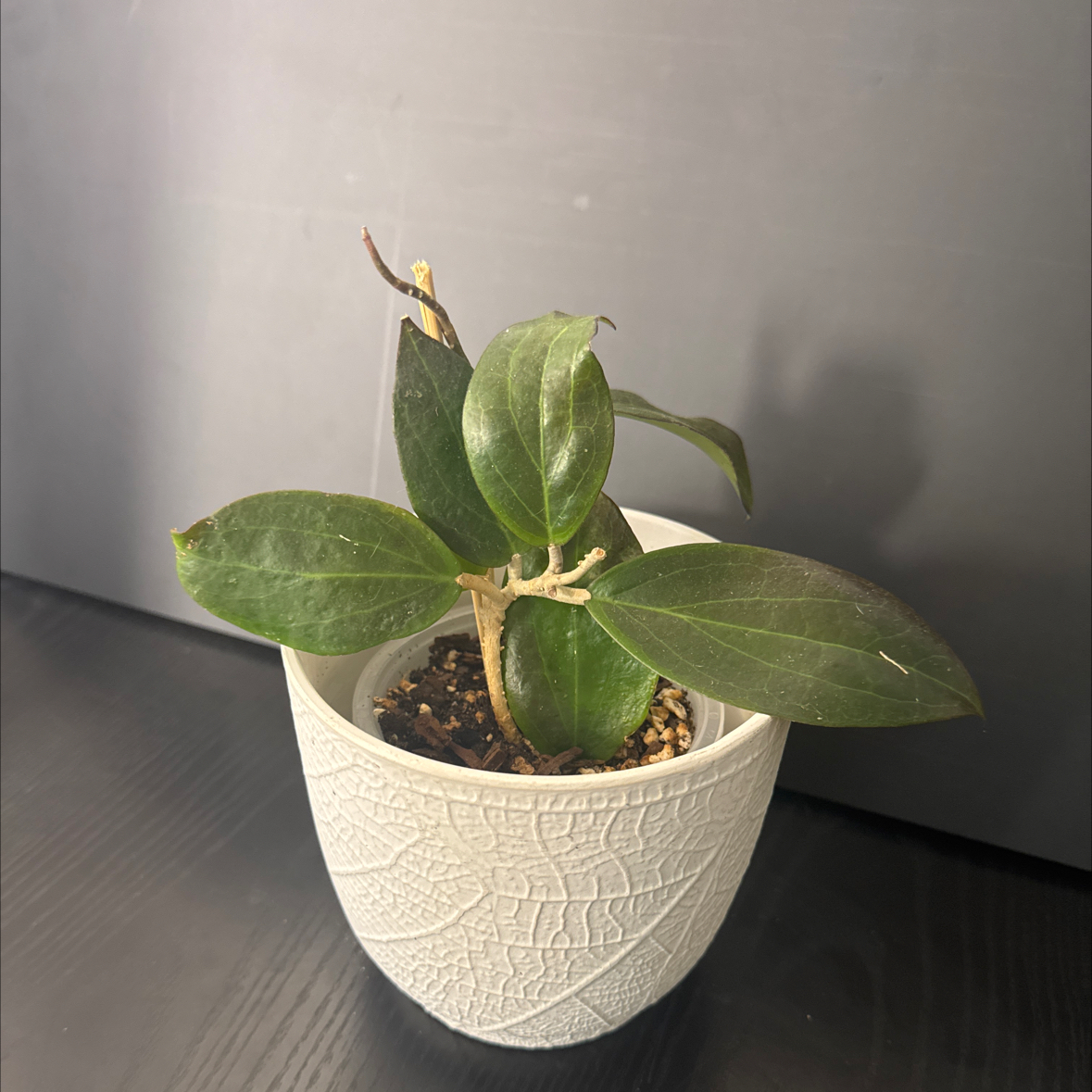 Photo of the plant species Hoya Dossy MB 1219 by @NikkysBloomRoom named Ms. Bossy on Greg, the plant care app