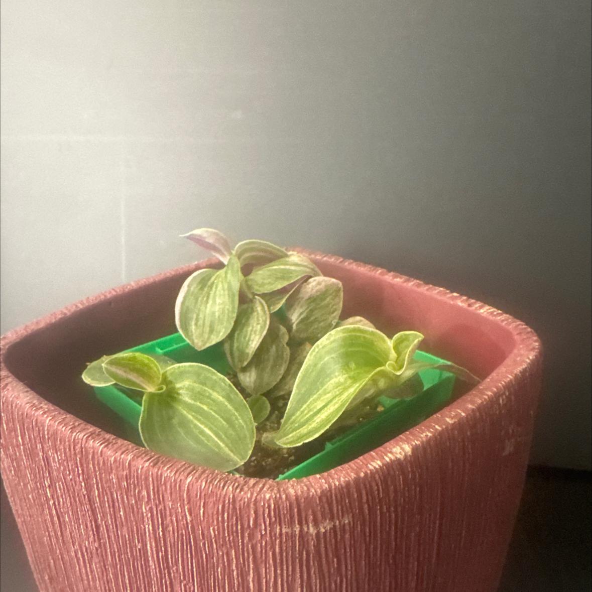 Photo of the plant species Callisia 'Bianca' by @NikkysBloomRoom named Rizzo on Greg, the plant care app