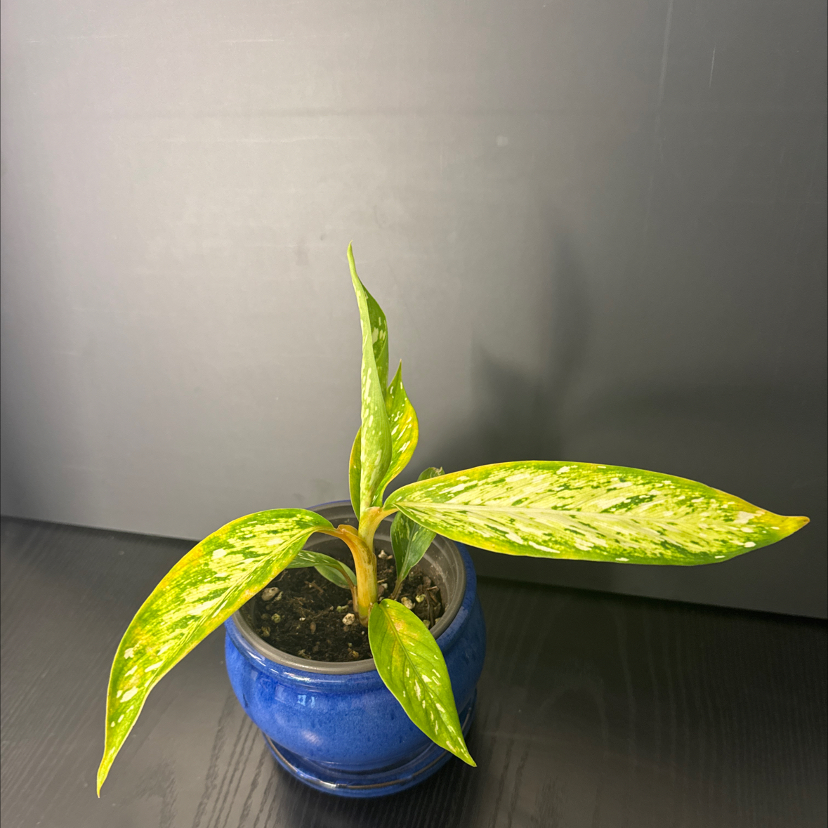 Photo of the plant species Star Bright by @NikkysBloomRoom named Incandescence on Greg, the plant care app