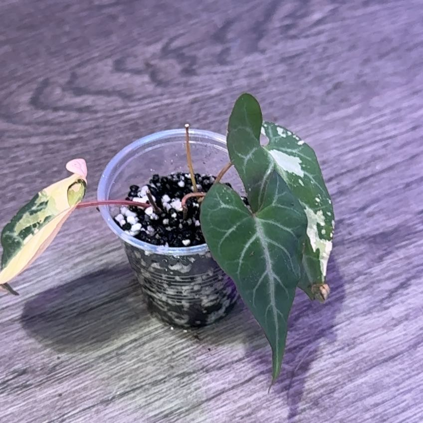 Photo of the plant species Chinese Knotweed by @NikkysBloomRoom named Tangle on Greg, the plant care app