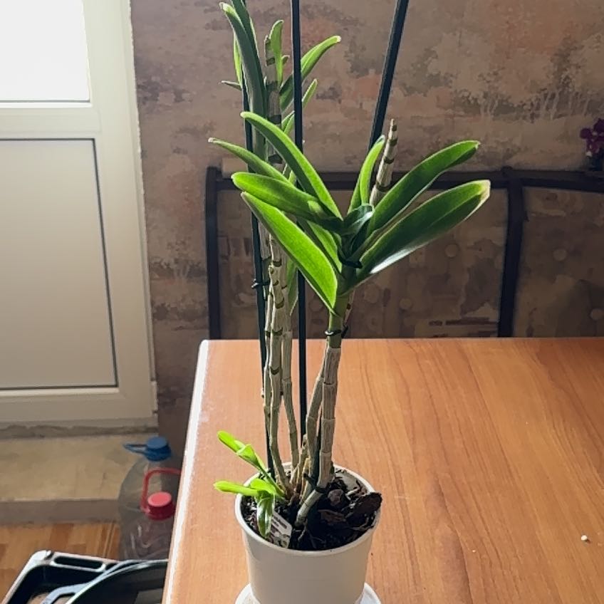 Photo of the plant species Dendrobium Love Memory Fizz by @GiddyGreatbrome named Sigmund on Greg, the plant care app
