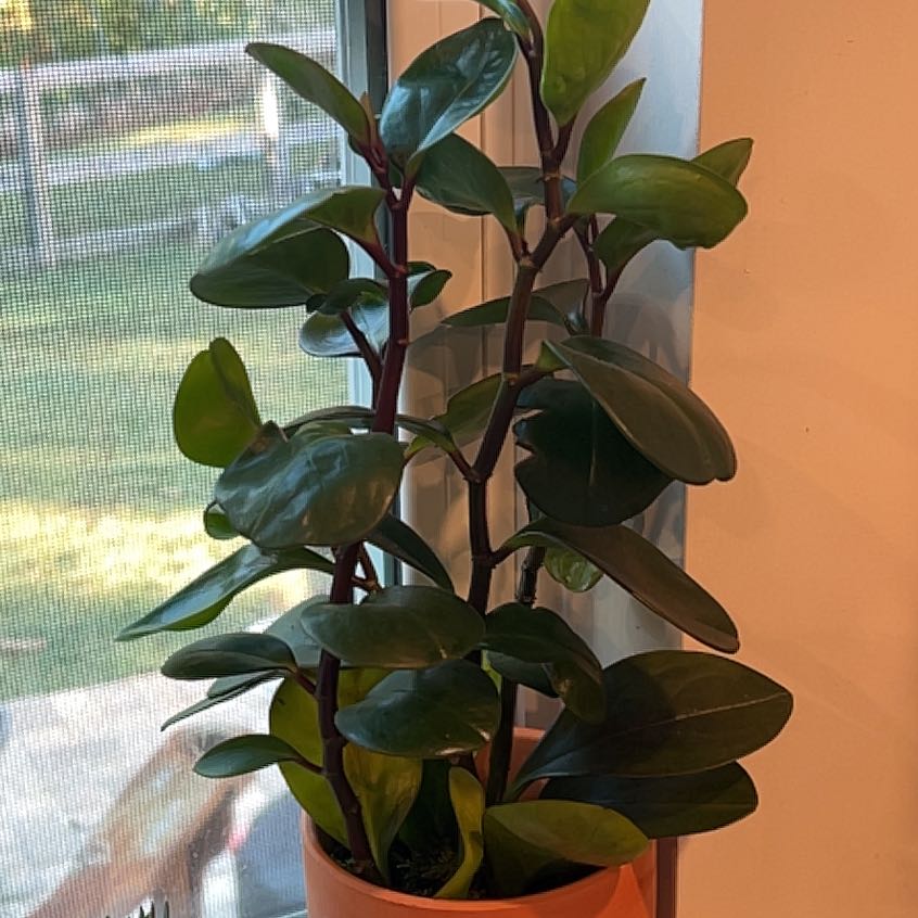 Photo of the plant species Low Peperomia by @LovelyJade named Lavender on Greg, the plant care app