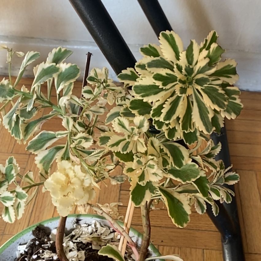 Photo of the plant species Sedum Atlantis by @noemijane1 named Athena on Greg, the plant care app