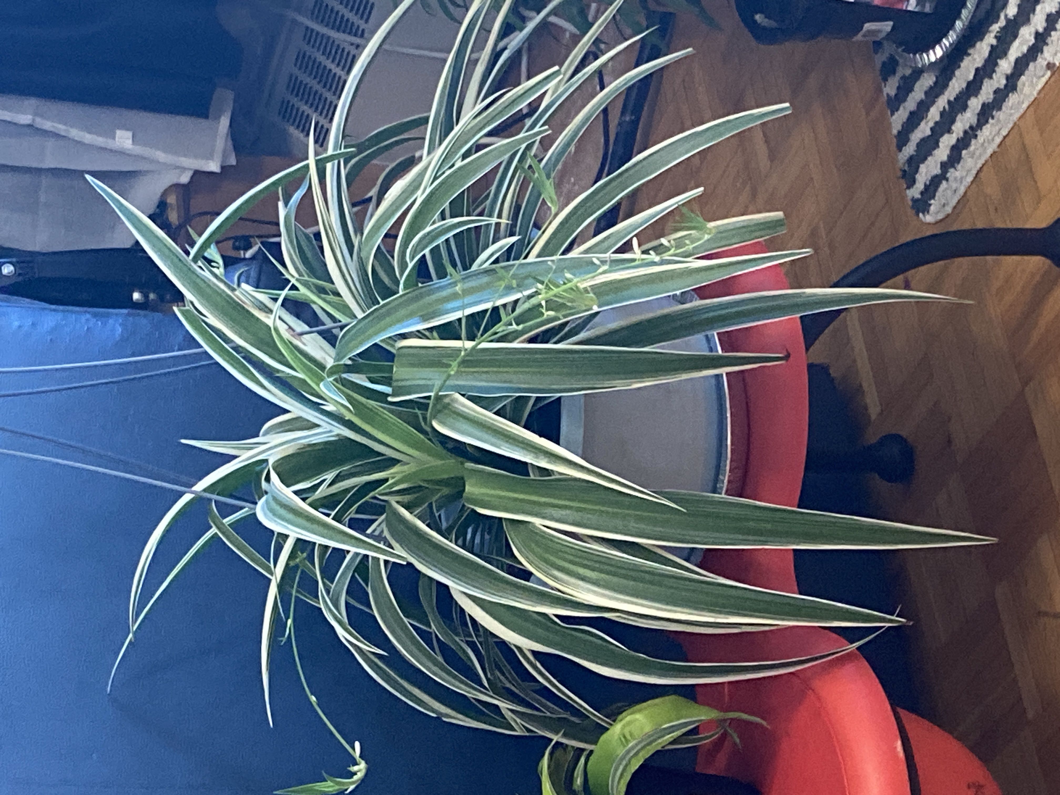 Photo from the post