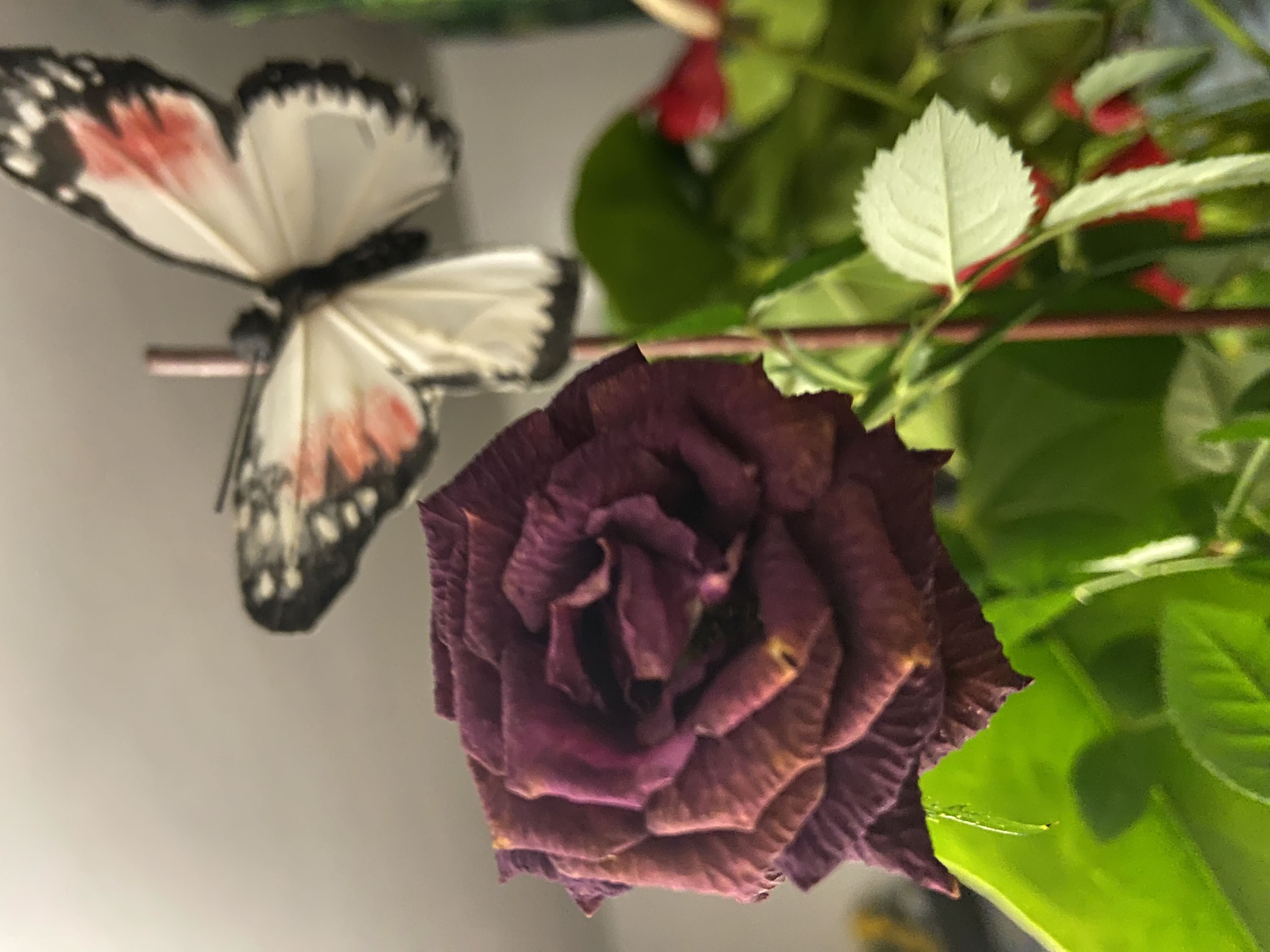 Photo from the post