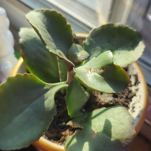 Photo of the plant species Kalanchoe 'Petra's Sunfire' by @HumbleHawthorn named ChloroPhil on Greg, the plant care app