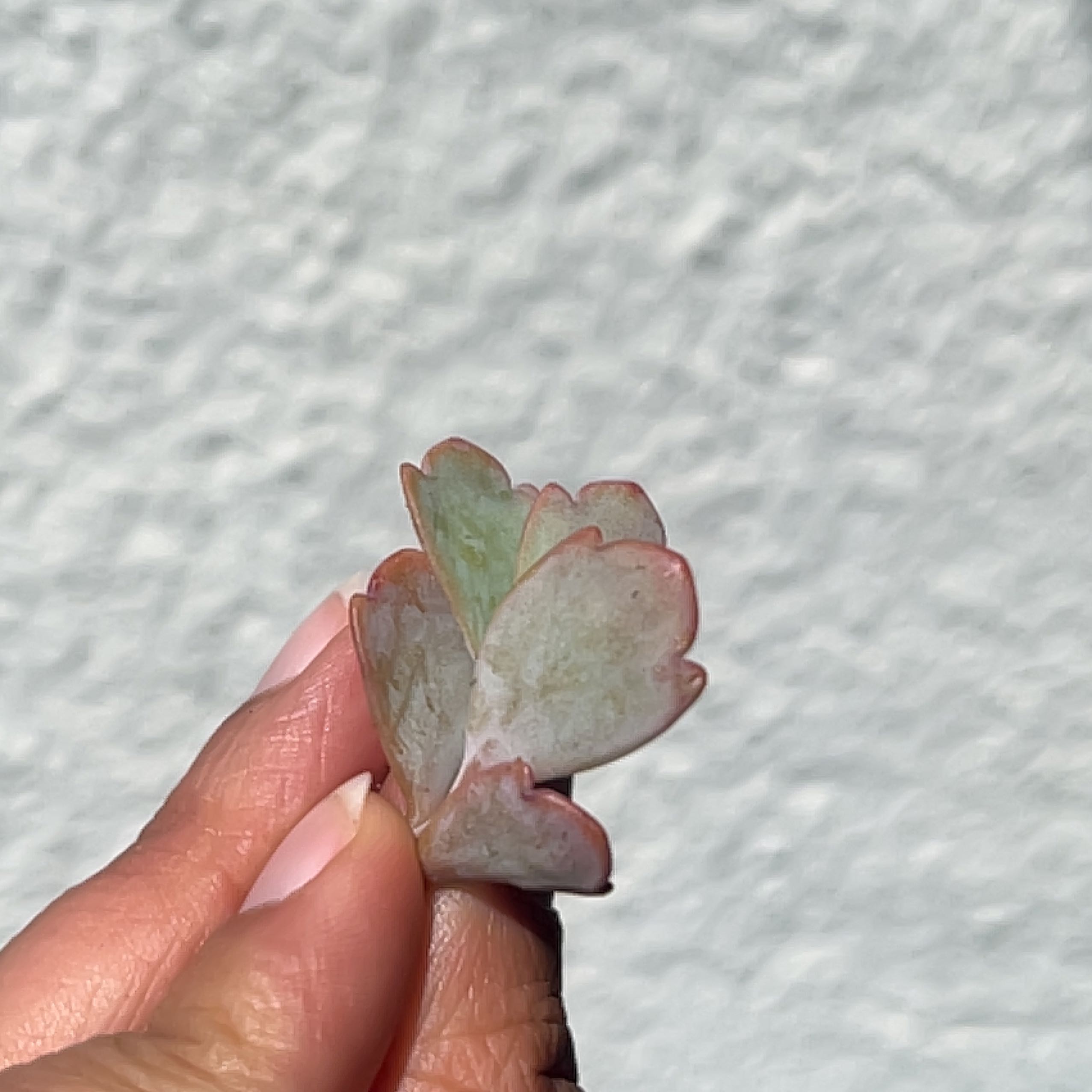Photo of the plant species Crested Variegated Flapjacks by @CuriousSilkyoak named James Dean on Greg, the plant care app