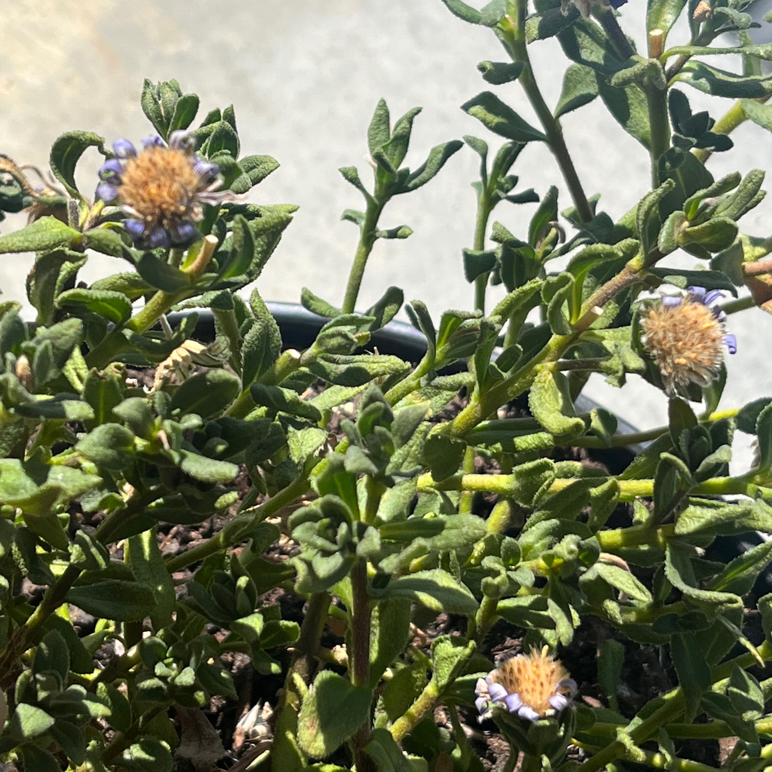 Photo of the plant species blue daisy bush by @CuriousSilkyoak named Marley on Greg, the plant care app
