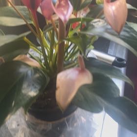 Photo of the plant species Purple Anthurium by @EngagingOrchids named Beckham on Greg, the plant care app