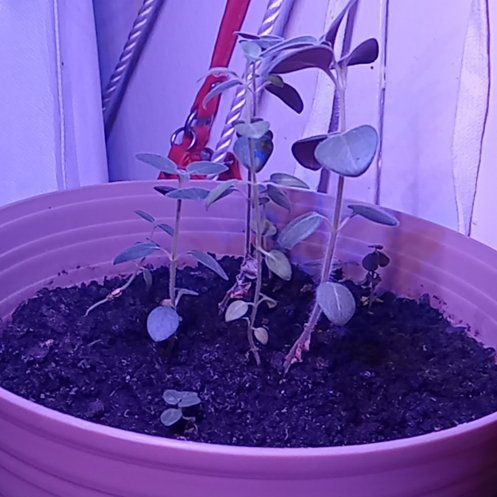Photo of the plant species Dwarf Snapdragon by @SirGreydogwood named Xena on Greg, the plant care app