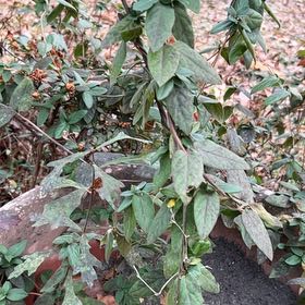 Photo of the plant species Wild Passionfruit by @ToughViolet87 named Willow on Greg, the plant care app
