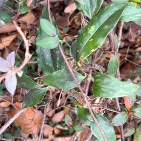 Photo of the plant species Cat Greenbrier by @ToughViolet87 named LiloStitch on Greg, the plant care app