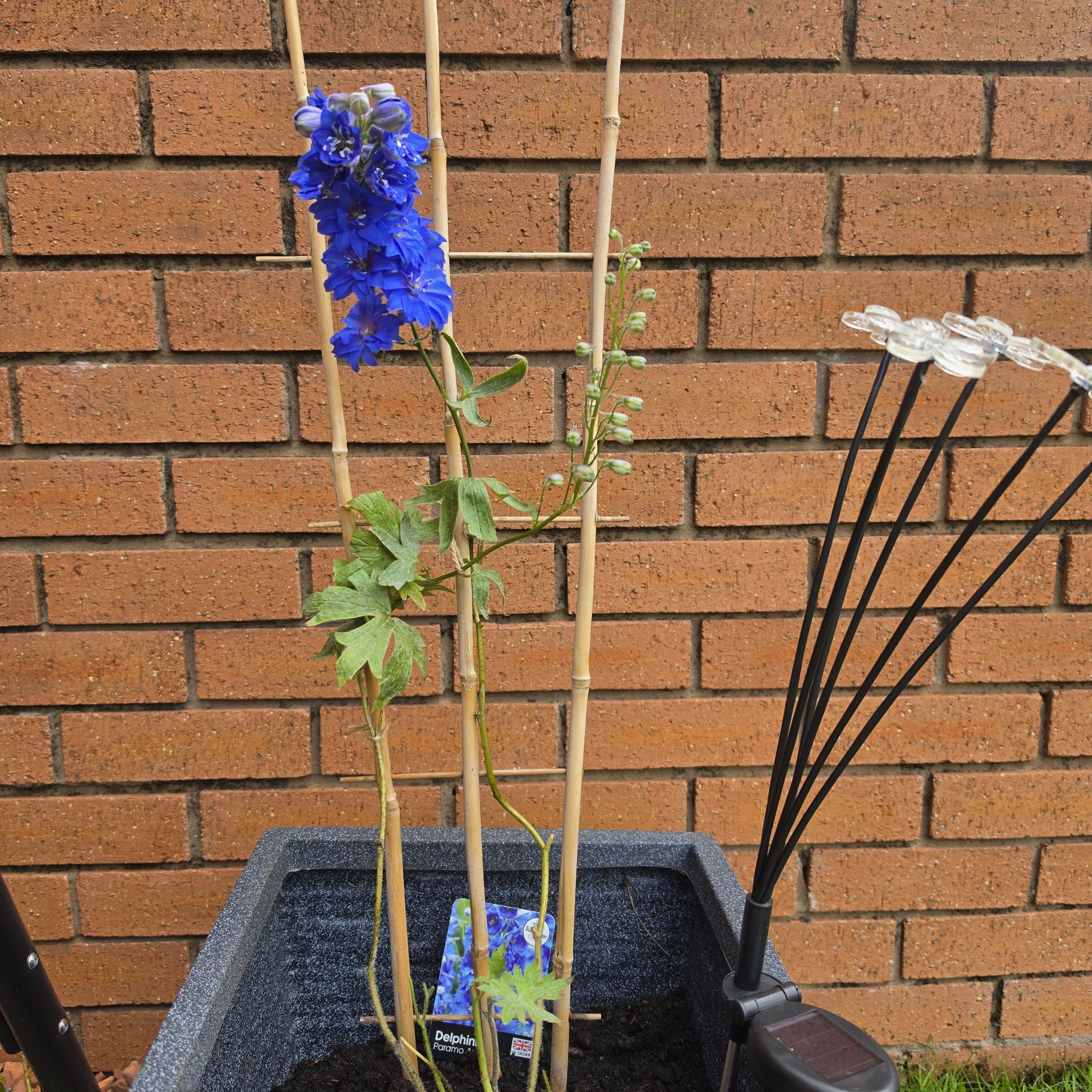 Photo of the plant species Siberian Larkspur by @JuicyGreenbeans named Jjonathan with the wind on Greg, the plant care app