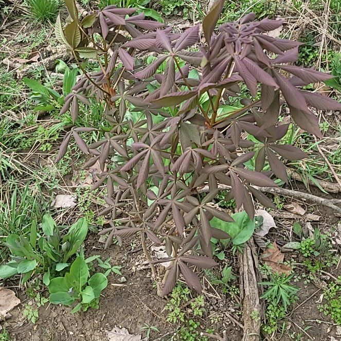Photo of the plant species Red Buckeye by @LushJewelplant named Michelle Branch on Greg, the plant care app