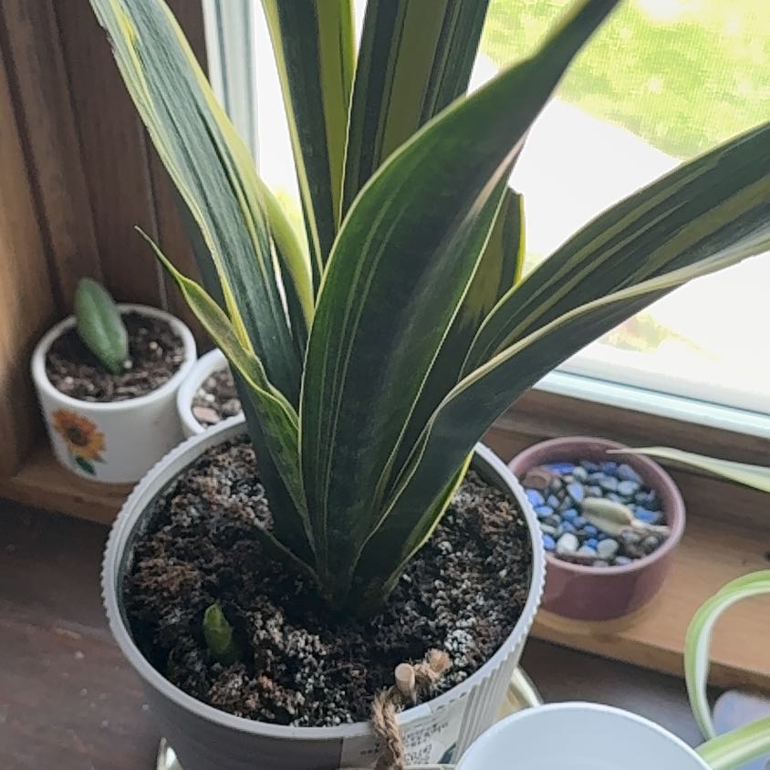 Photo of the plant species Snake Plant by @YesGlossyprivet named Diana on Greg, the plant care app