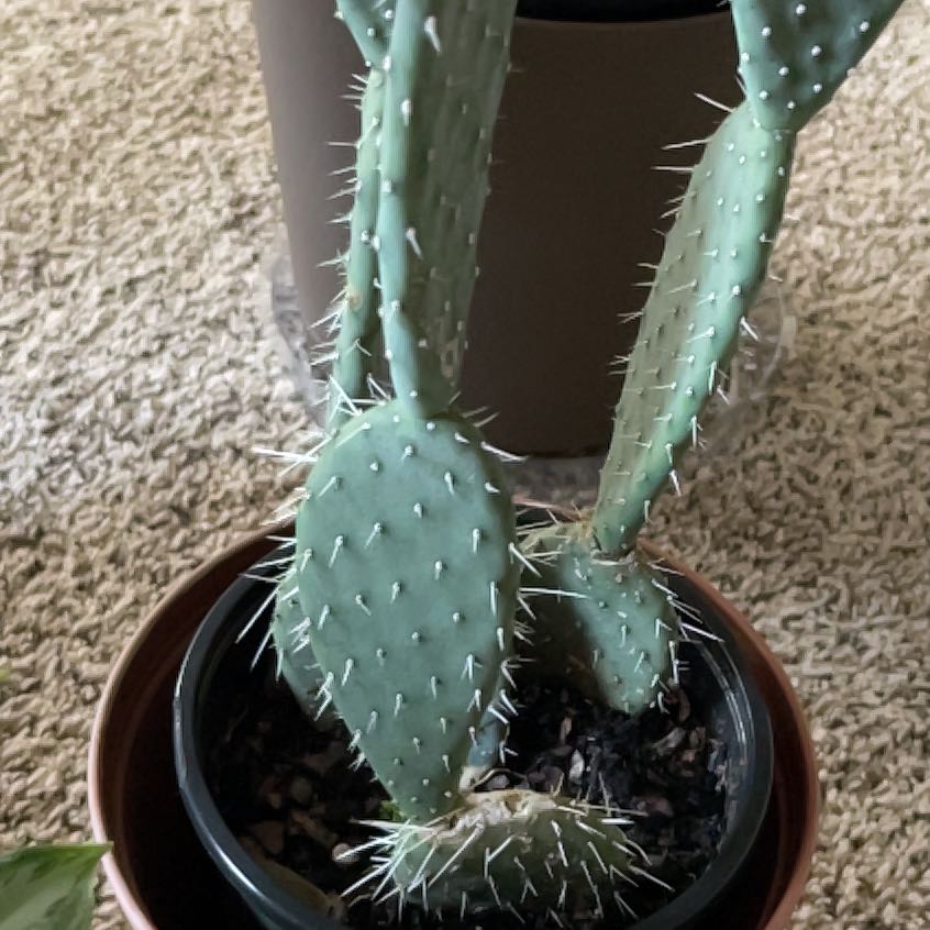 Photo of the plant species Opuntia 'Opopeo' by @ApprovingBonsi named Mr. Prickles on Greg, the plant care app