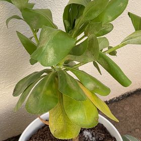 Plant care for Fan Flower on Greg, the plant care app