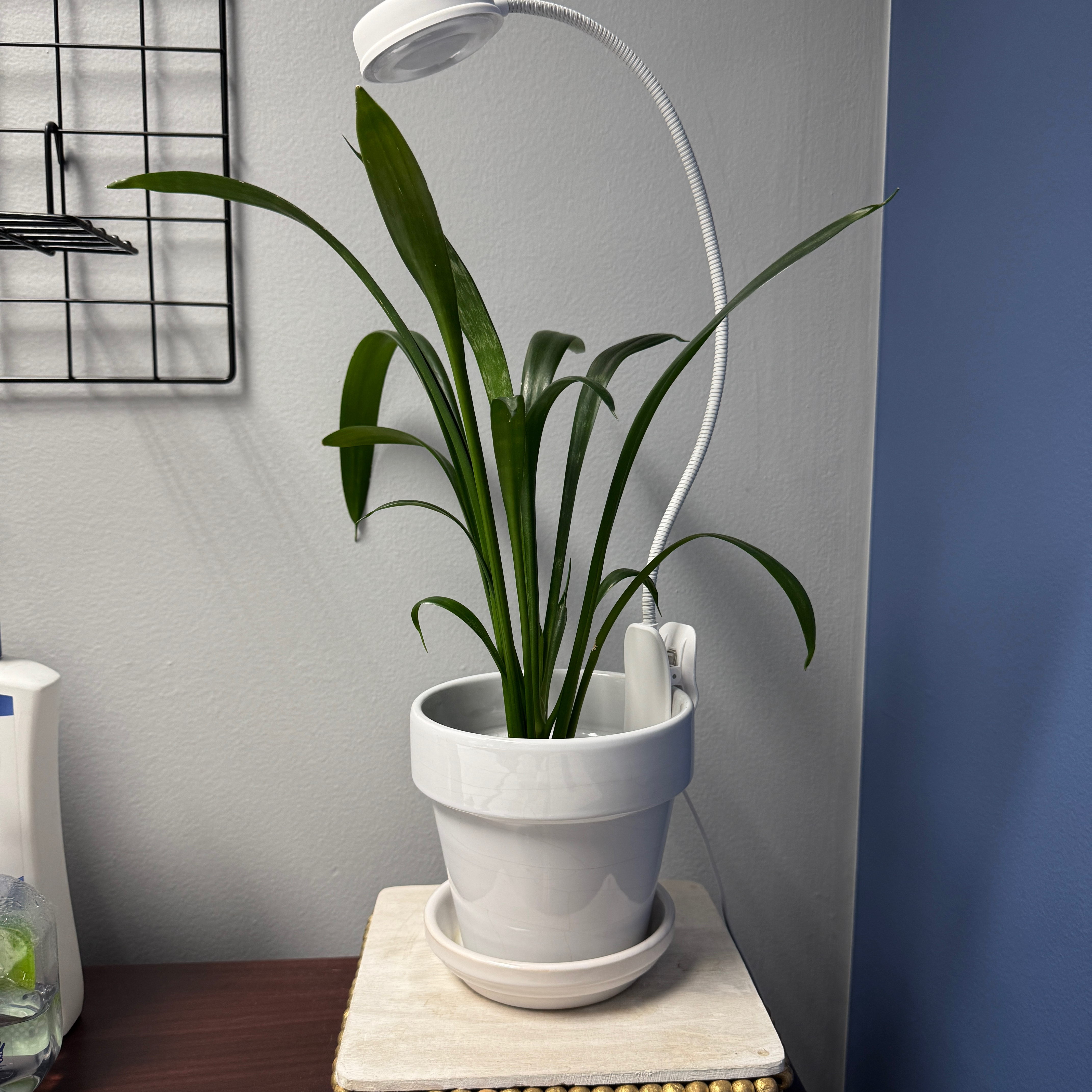 Photo of the plant species Kenya Hyacinth by @HoorayDigitfern named Madeline Wunch on Greg, the plant care app